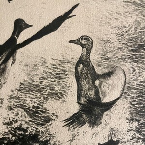 lot 218 image: Startled Mallards Unframed Print by R.H. Palenski