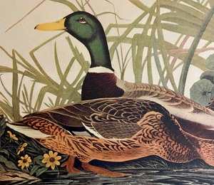 lot 219 image: Mallard Duck Unframed Print