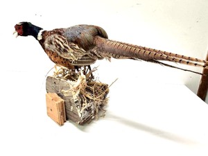 lot 276 image: Genuine Taxidermy Pheasant Mount