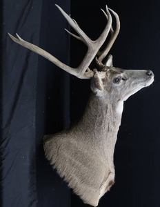 lot 1 image: COLORADO MULE DEER