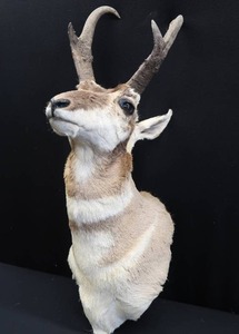 lot 2 image: PRONG HORN ANTELOPE FROM NEBRASKA