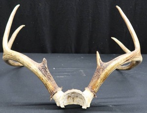 lot 13 image: ANTLERS 8 POINTS