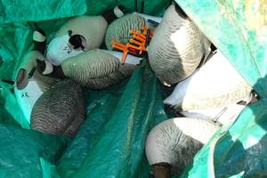 lot 297 image: 12 Goose Decoys with Stands