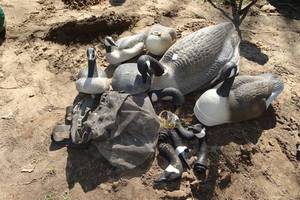 lot 298 image: 13 Goose Decoy Bodies with Extra Pieces