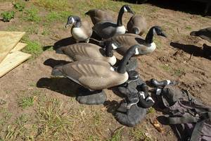 lot 295 image: 7 Flambeau Judge Full Bodied Goose Decoys with Extra Pieces