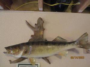 lot 104 image: Wall mounted taxidermy 7.25lb  Walleye