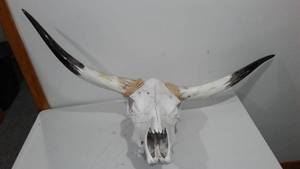 lot 506 image: Cow Skull W Horns.