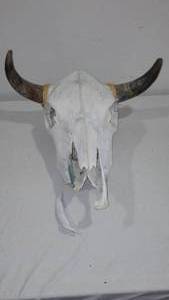 lot 569 image: Cow Skull W Horns.