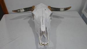 lot 570 image: Cow Skull W Horns.