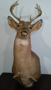 lot 857 image: Deer Mount.