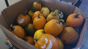 Pick of 2 Pumpkins from our bin