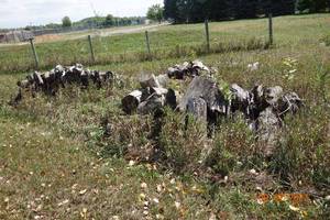 lot 78 image: Dried Apple Wood Pile Corner