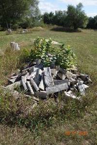 lot 81 image: Dried Apple Wood Pile before mulch Buyer Load