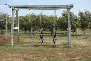 lot 27 image: Horse Swing Set