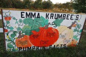 lot 280 image: Pumpkin Facts Interactive Sign