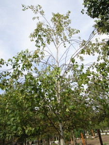 Birch, Whitespire