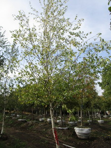 Birch, Whitespire