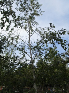 Birch, Whitespire