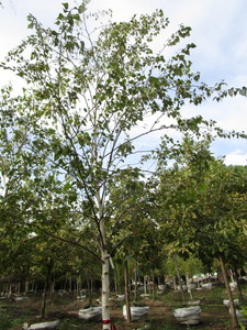 Birch, Whitespire
