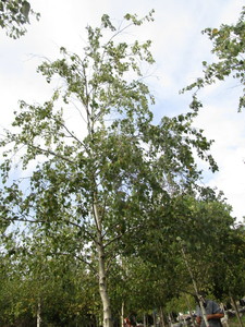Birch, Whitespire