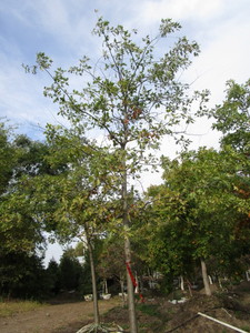 Oak, Pin