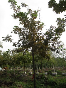 Oak, Burr