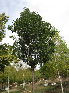 Ornamental Pear Tree