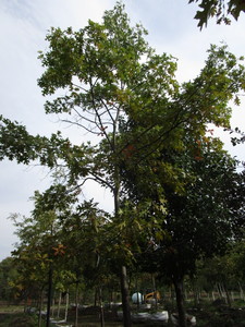 Oak, Pin