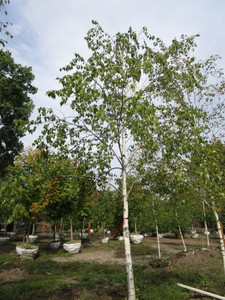 Birch, Whitespire