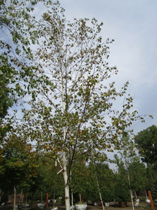 Birch, Whitespire