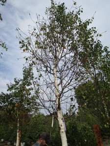 Birch, Dakota Pinnacle