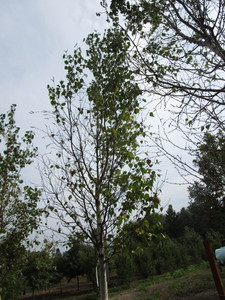 Birch, Dakota Pinnacle