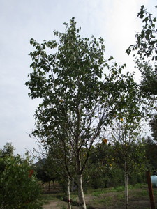 Birch, Dakota Pinnacle