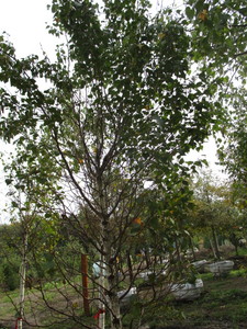 Birch, Dakota Pinnacle