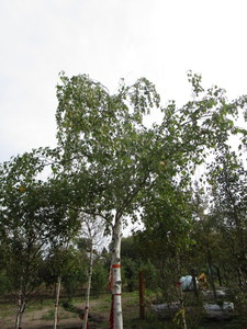 Birch, Whitespire