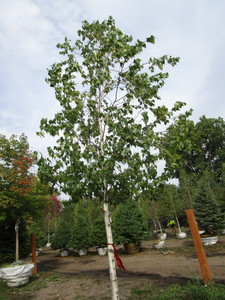 Birch, Whitespire