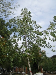 Birch, Whitespire