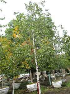 Birch, Whitespire