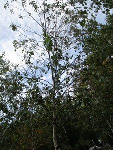 Birch, Whitespire