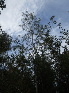 Birch, Whitespire