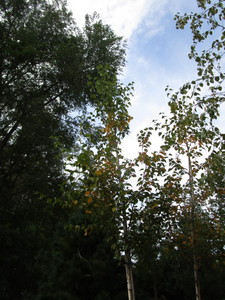 Birch, Prairie Dream