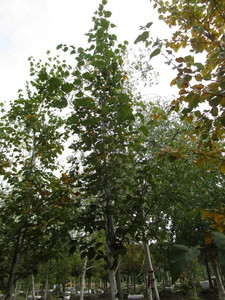 Birch, Prairie Dream