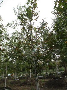Birch, Prairie Dream