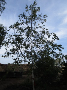 Birch, Whitespire