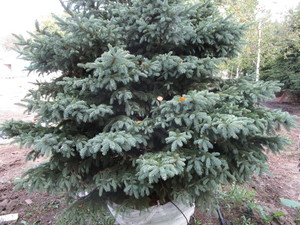 Spruce, Black Hills
