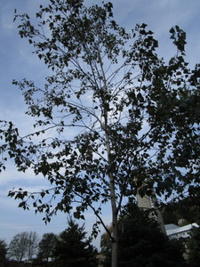 Birch, Whitespire