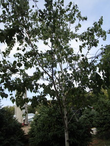 Birch, Whitespire