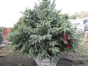 Spruce, Black Hills