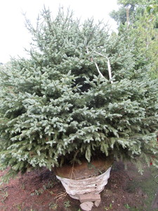 Spruce, Black Hills