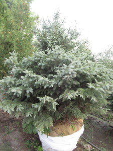 Spruce, Black Hills